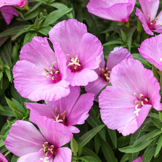 Premium Lavender Clarkia Flower seeds for Planting Pollinator Friendly, Heirloom & GMO Free Seeds for Home Garden seeds