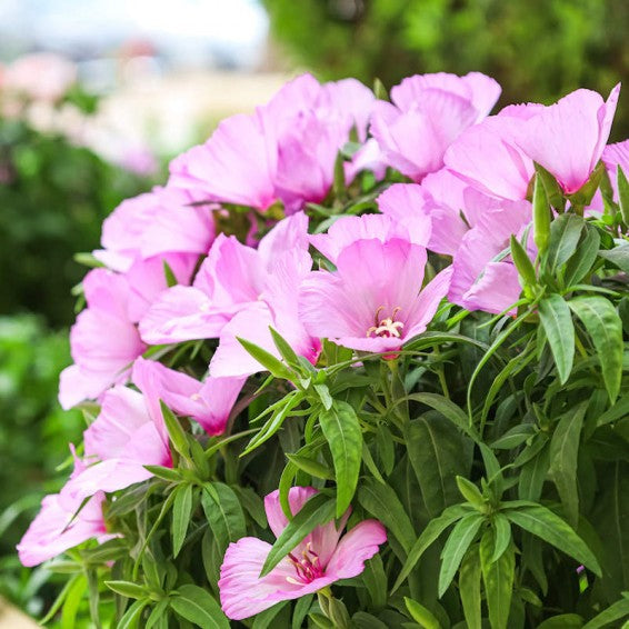 Lavender Clarkia Flower seeds for Planting Pollinator Friendly, Heirloom & GMO Free Seeds for Home Garden vegetable and garden seeds