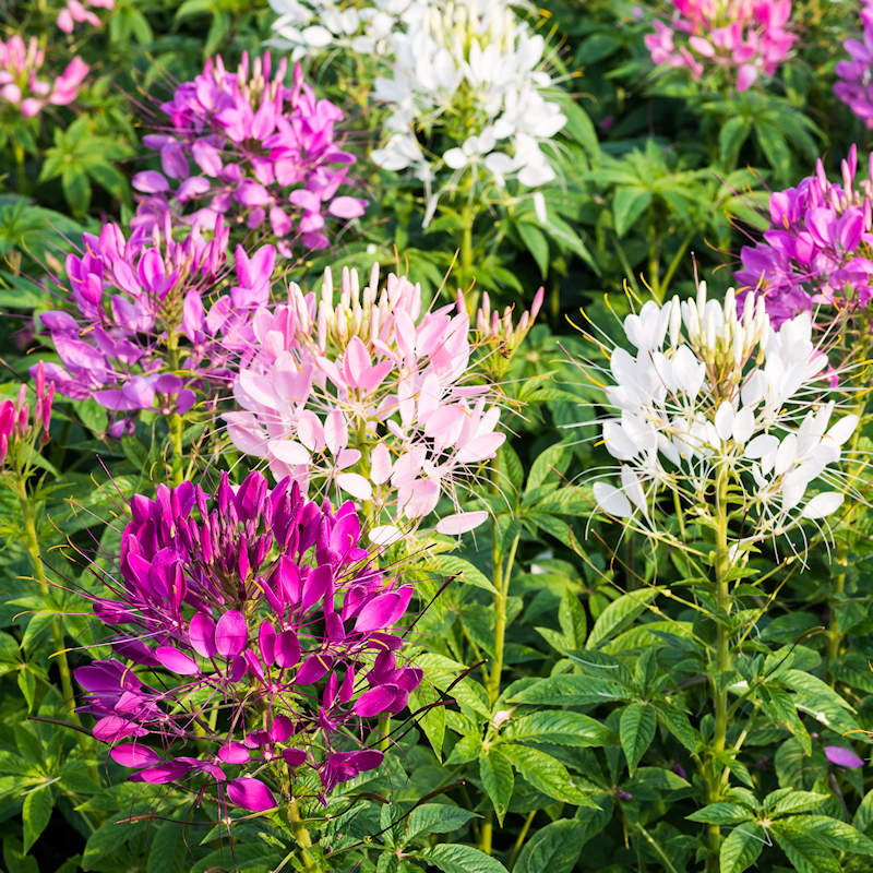 Heirloom Cleome Flower seeds for Planting Pollinator Friendly Heirloom & GMO Free Seeds for Home Garden