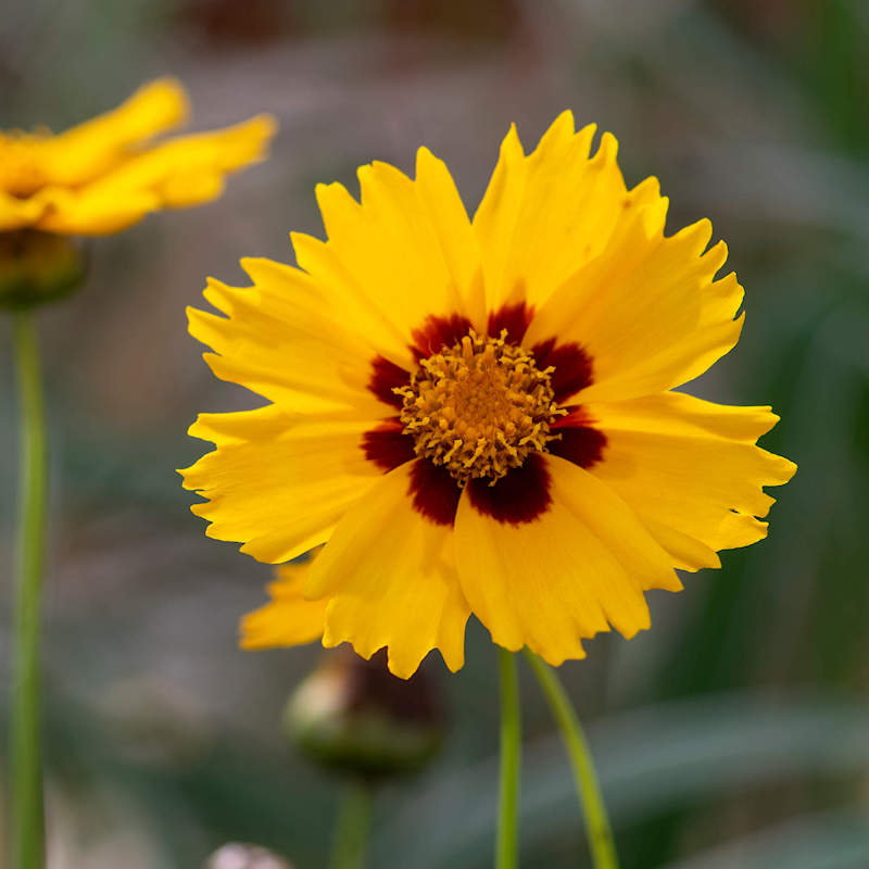 Yellow Coreopsis Flower seeds for Planting Wildflower Mix, Heirloom & GMO Free Seeds for Home Garden seeds for planting