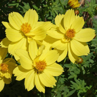 Greenthread Flower seeds for Planting Perfect for Borders Heirloom & GMO Free Seeds for Home Garden
