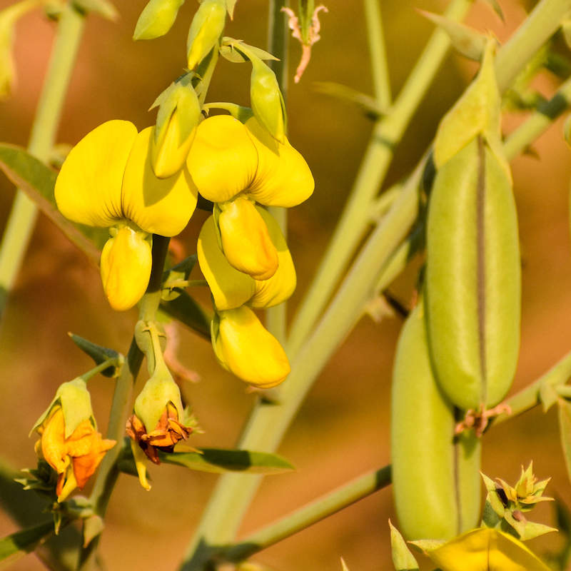 Yellow Smooth Rattlebox Flower seeds for Planting - Hardy Variety, Heirloom & GMO Free Seeds for Home Garden
