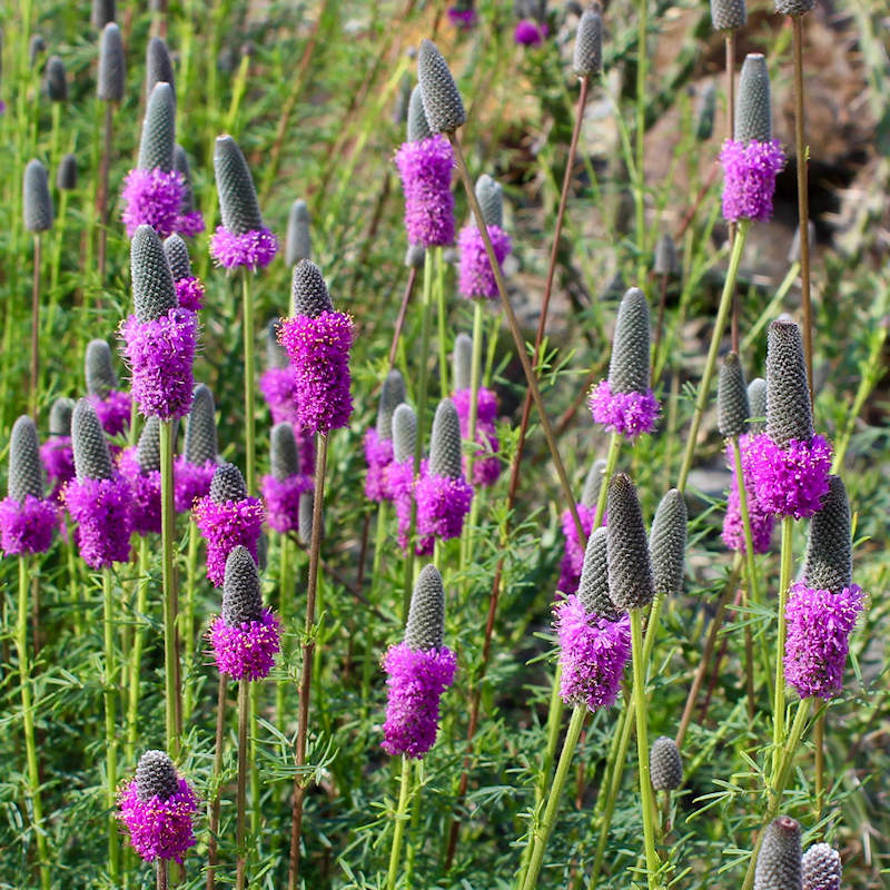 Dalea Purpurea Flower seeds for Planting Drought Tolerant Heirloom & GMO Free Seeds for Home Garden