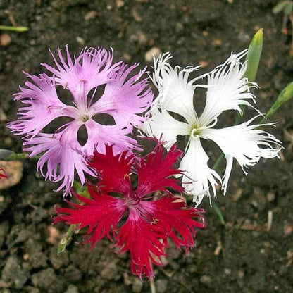 Fringed Flower seeds for Planting Sun Loving Heirloom & GMO Free Seeds for Home Garden
