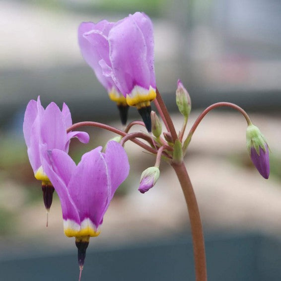 Lavender White Cyclamen Flower seeds for Planting Wildflower Mix, Heirloom & GMO Free Seeds for Home Garden vegetable and garden seeds