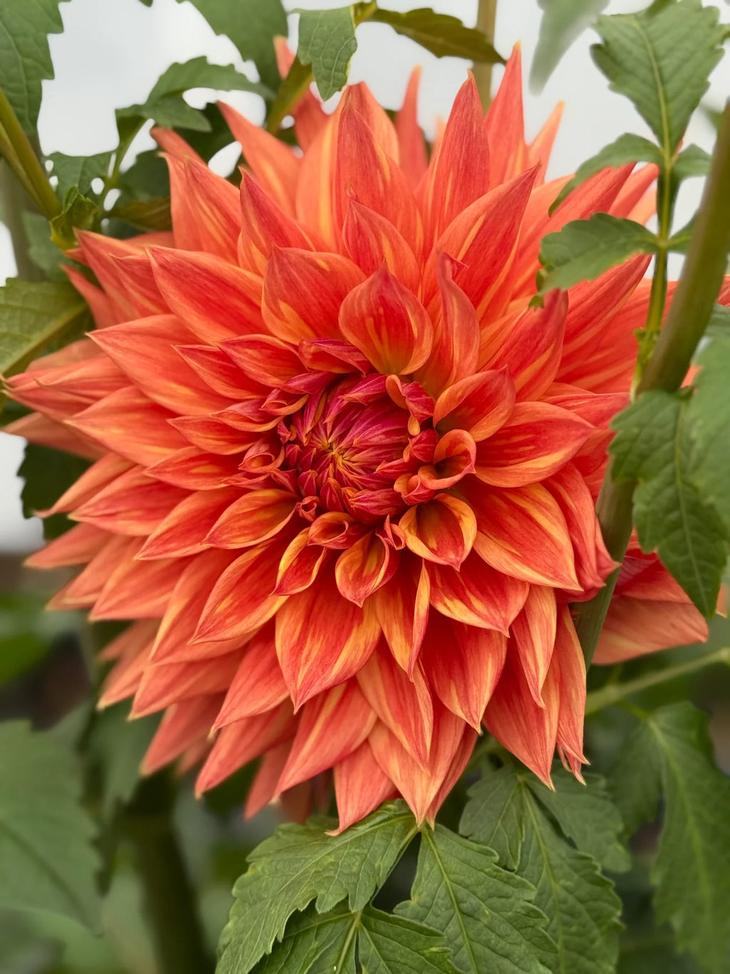 Premium Dahlia Cancan Flower seeds for Planting Premium Quality, Heirloom & GMO Free Seeds for Home Garden seeds