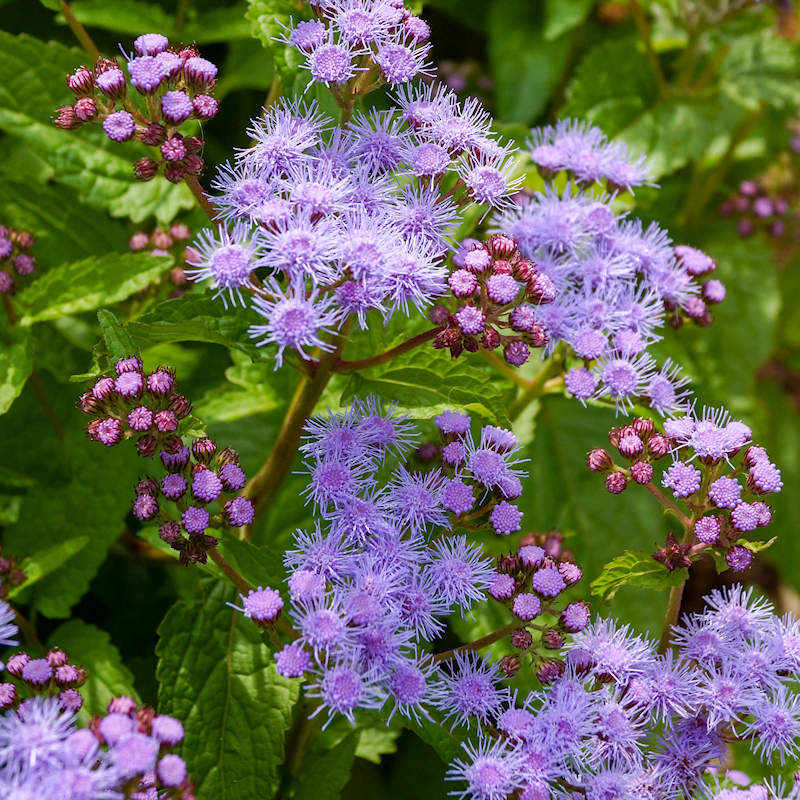 Conoclinium Coelestinum Flower seeds for Planting Vibrant Colors Heirloom & GMO Free Seeds for Home Garden