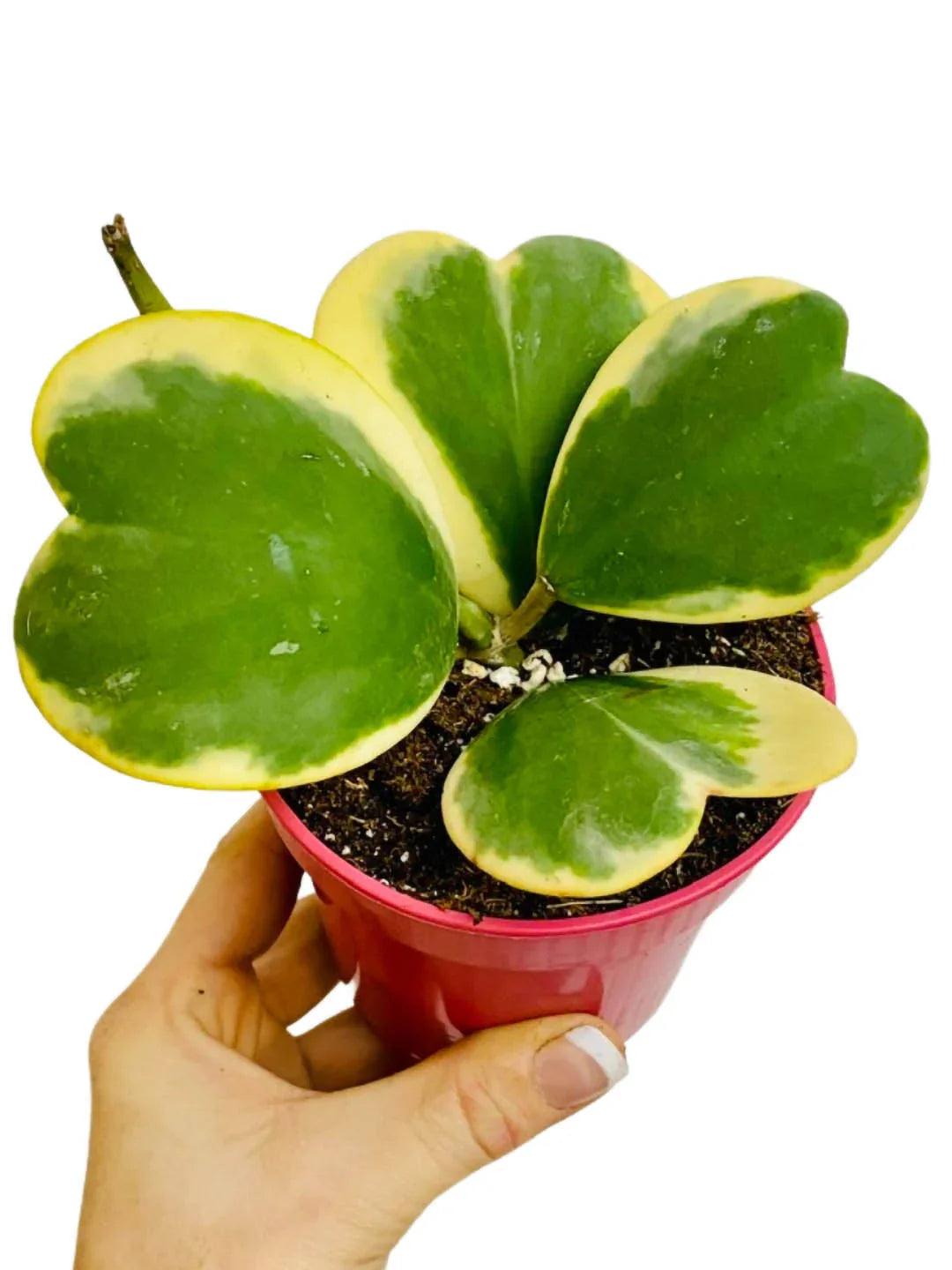 Premium Green Hoya Kerrii Flower seeds for Planting Sun Loving, Heirloom & GMO Free Seeds for Home Garden seeds