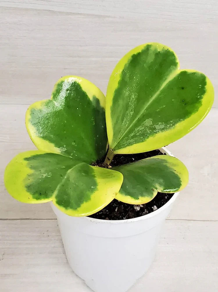 Green Hoya Kerrii Flower seeds for Planting Sun Loving, Heirloom & GMO Free Seeds for Home Garden seeds for planting