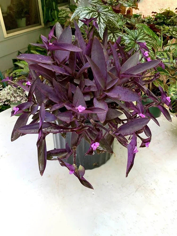 Tradescantia Pallida Flower seeds for Planting Colorful Display, Heirloom & GMO Free Seeds for Home Garden vegetable and garden seeds