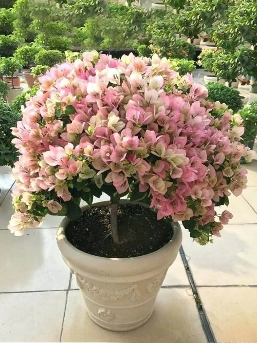 Premium Climbing Bougainvillea Flower seeds for Planting Low Maintenance, Heirloom & GMO Free Seeds for Home Garden seeds