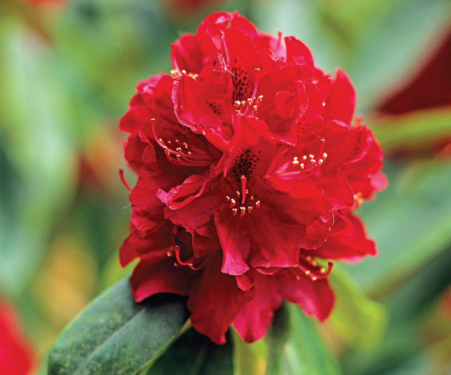 Premium Red Rhododendron Flower seeds for Planting Wildflower Mix, Heirloom & GMO Free Seeds for Home Garden seeds