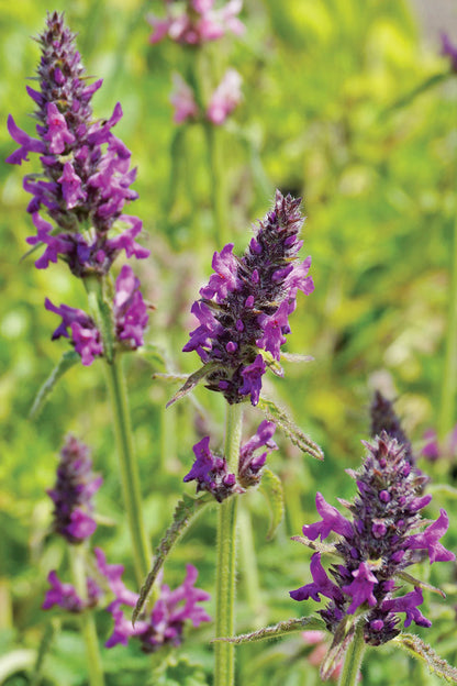 Stachys Flower seeds for Planting Vibrant Colors Heirloom & GMO Free Seeds for Home Garden