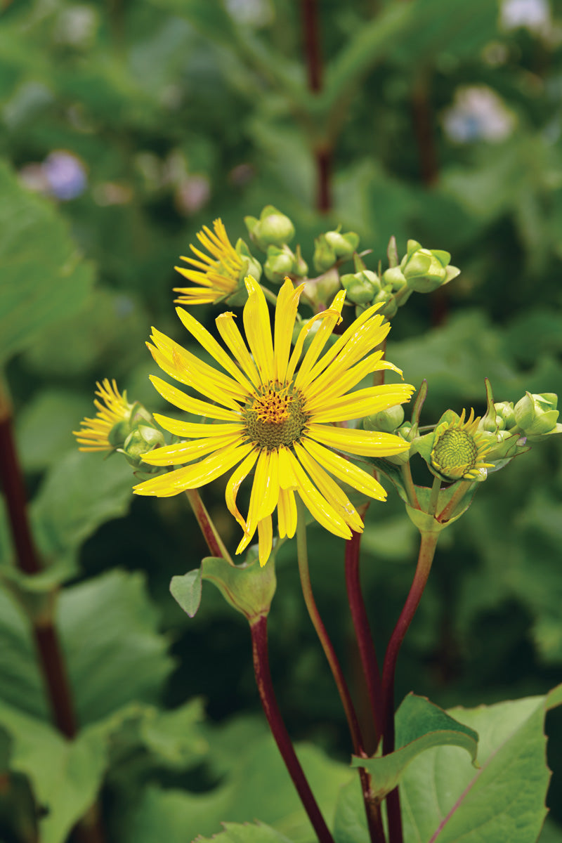 Yellow Silphium Perfoliatum Flower seeds for Planting Shade Tolerant, Heirloom & GMO Free Seeds for Home Garden vegetable and garden seeds