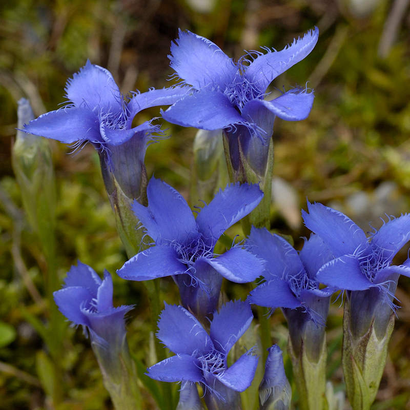 Gentiana Crinita Flower seeds for Planting Pollinator Friendly Heirloom & GMO Free Seeds for Home Garden
