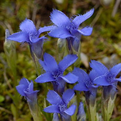 Gentiana Crinita Flower seeds for Planting Pollinator Friendly Heirloom & GMO Free Seeds for Home Garden