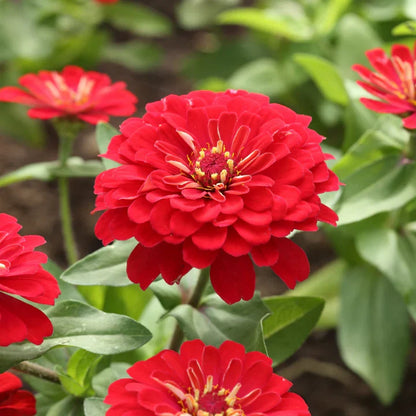 Brown Red Zinnia Flower seeds for Planting Shade Tolerant Heirloom & GMO Free Seeds for Home Garden