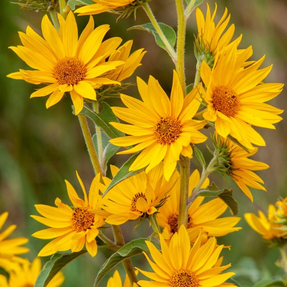 Yellow Maximiliani Flower seeds for Planting Long Bloom Season, Heirloom & GMO Free Seeds for Home Garden vegetable and garden seeds