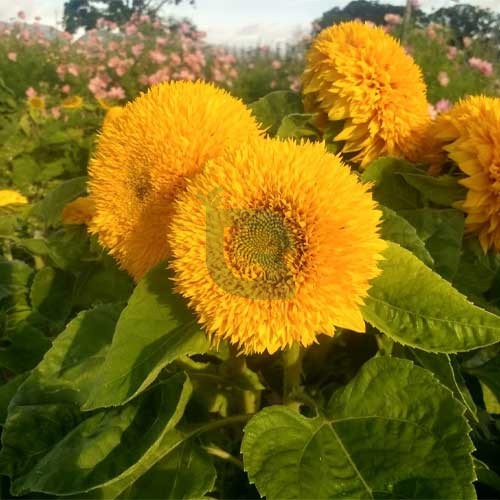Helianthus Salicifolius Flower seeds for Planting Cut Flower Favorite, Heirloom & GMO Free Seeds for Home Garden seeds for planting