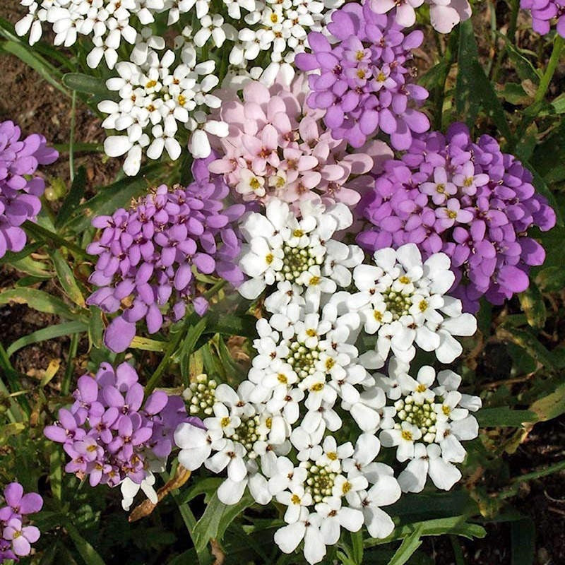 Violet Iberis Flower seeds for Planting Hardy Variety, Heirloom & GMO Free Seeds for Home Garden vegetable and garden seeds