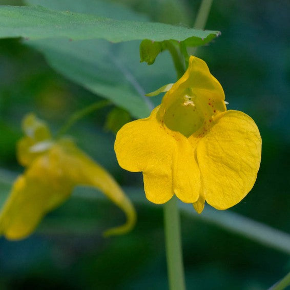 Premium Yellow Impatiens Flower seeds for Planting Cut Flower Favorite, Heirloom & GMO Free Seeds for Home Garden seeds