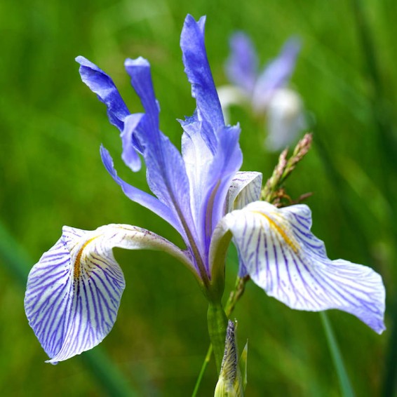 Blue Iris Flower seeds for Planting - Garden Favorite, Heirloom & GMO Free Seeds for Home Garden