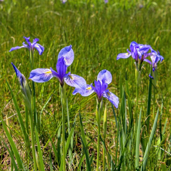 Blue Iris Flower seeds for Planting - Garden Favorite, Heirloom & GMO Free Seeds for Home Garden