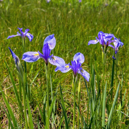 Blue Iris Flower seeds for Planting - Garden Favorite, Heirloom & GMO Free Seeds for Home Garden