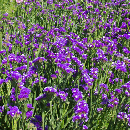 Statice Planting Flower Seeds for Dried Arrangements