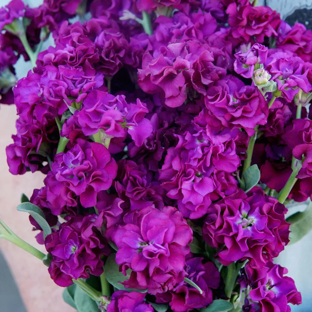 Premium Matthiola Incana Deep Purple Flower seeds for Planting Garden Favorite, Heirloom & GMO Free Seeds for Home Garden seeds