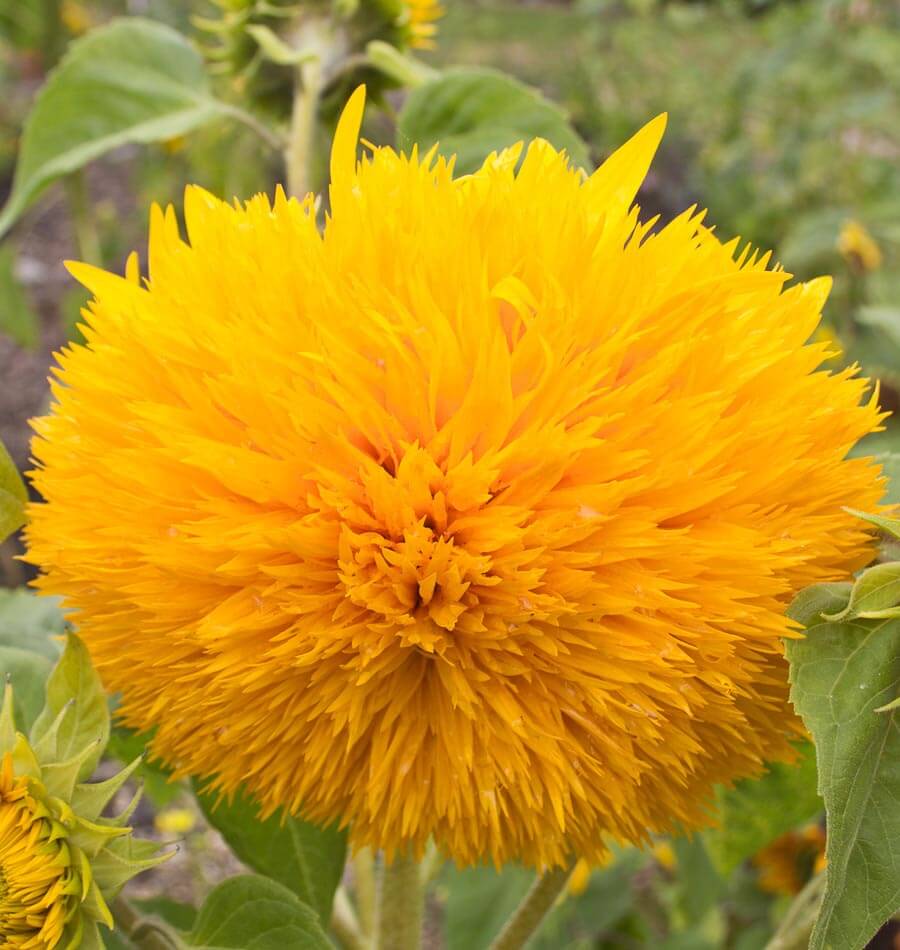 Yellow Teddy Sunflower Flower seeds for Planting Bright Blooms, Heirloom & GMO Free Seeds for Home Garden vegetable and garden seeds