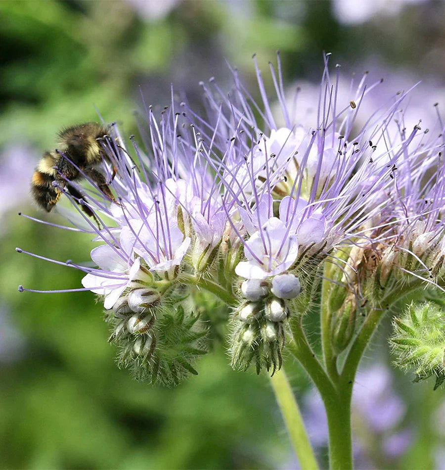 Purple Phacelia Tanacetifolia Flower seeds for Planting Wildflower Mix, Heirloom & GMO Free Seeds for Home Garden vegetable and garden seeds