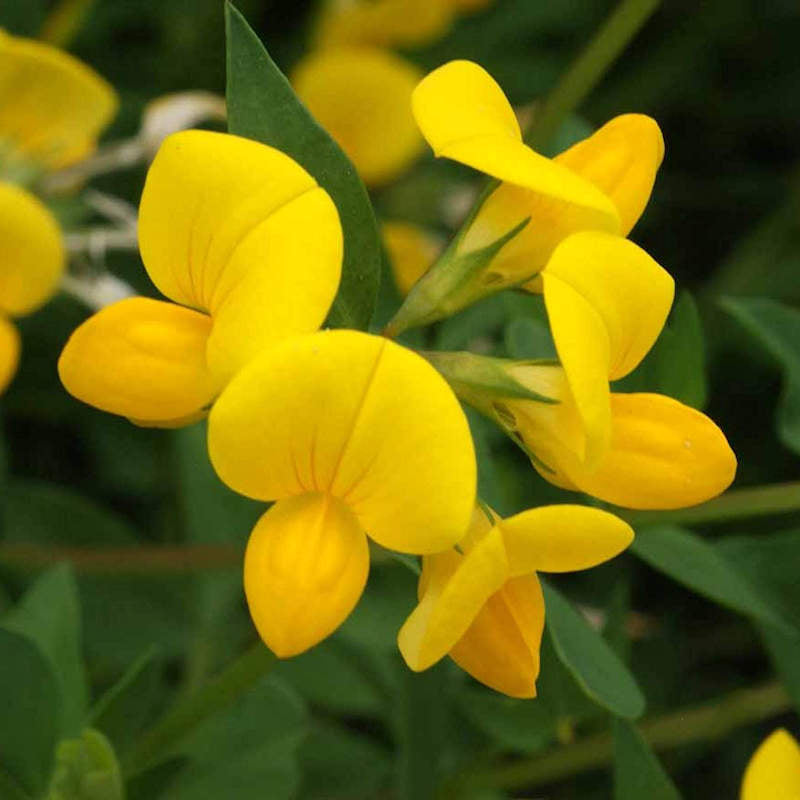 High quality Birdsfoot Flower seeds for Planting Sun Loving, Heirloom & GMO Free Seeds for Home Garden seeds pack
