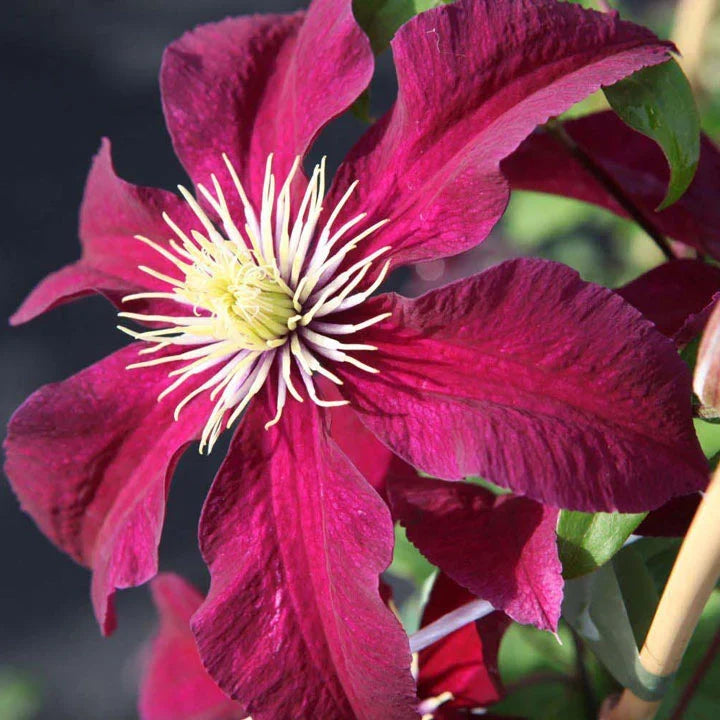 Premium Red Purple Clematis Flower seeds for Planting Low Maintenance, Heirloom & GMO Free Seeds for Home Garden seeds