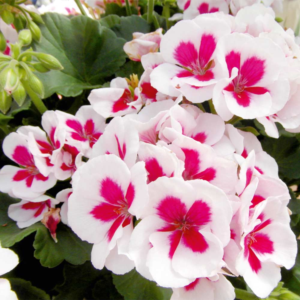 Peach Geranium Pelargonium Flower seeds for Planting Hardy Variety, Heirloom & GMO Free Seeds for Home Garden vegetable and garden seeds