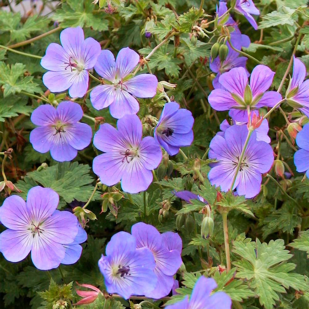 Rozanne Flower seeds for Planting - Vibrant Colors, Heirloom & GMO Free Seeds for Home Garden