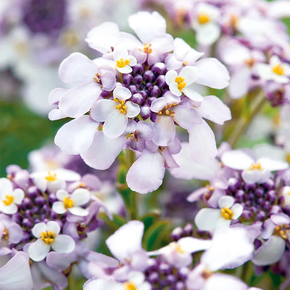 Premium Iberis Sempervirens Flower seeds for Planting Cut Flower Favorite, Heirloom & GMO Free Seeds for Home Garden seeds