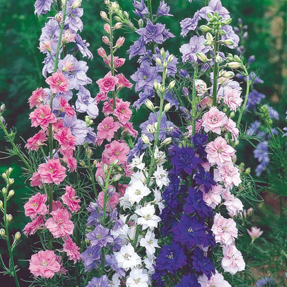 Rocket Larkspur Flower seeds for Planting - Long Bloom Season, Heirloom & GMO Free Seeds for Home Garden