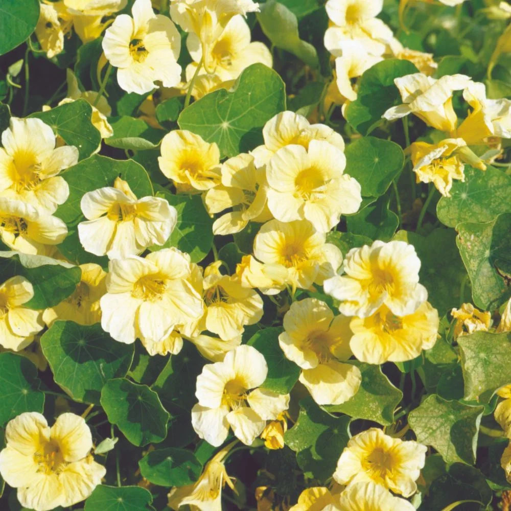 Yellow White Milkmaid Flower seeds for Planting Fragrant Blossoms, Heirloom & GMO Free Seeds for Home Garden vegetable and garden seeds