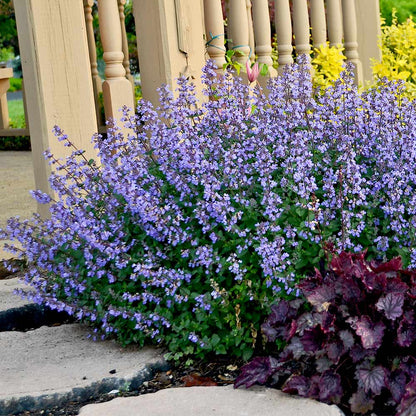Heirloom Nepeta Flower seeds for Planting Fragrant Blossoms Heirloom & GMO Free Seeds for Home Garden