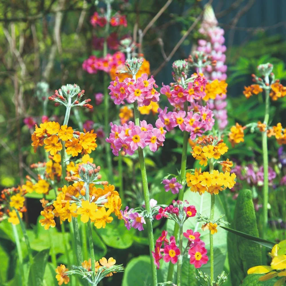 Primula Candelabra Flower seeds for Planting, Vibrant Colors Heirloom & GMO Free Seeds for Home Garden