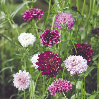 Heirloom Scabiosa Flower seeds for Planting Bright Blooms Heirloom & GMO Free Seeds for Home Garden