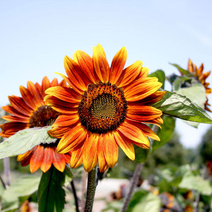 Yellow And Red Sunflower Seeds For Planting Flower