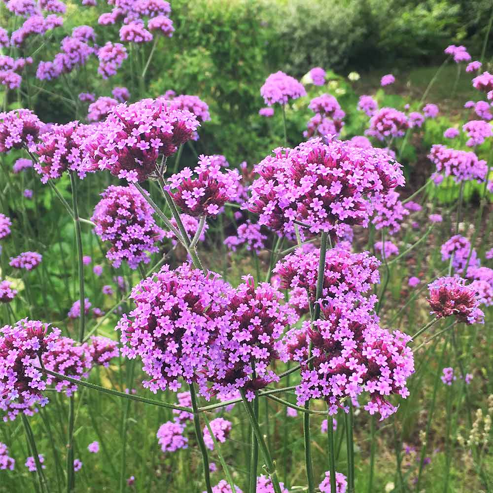 Lavender Vervain Flower seeds for Planting Perfect for Borders, Heirloom & GMO Free Seeds for Home Garden vegetable and garden seeds