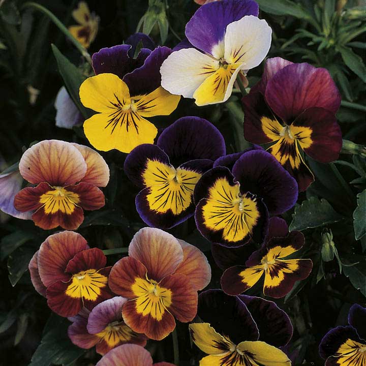 Chocolate Perennial Flower seeds for Planting Drought Tolerant Heirloom & GMO Free Seeds for Home Garden