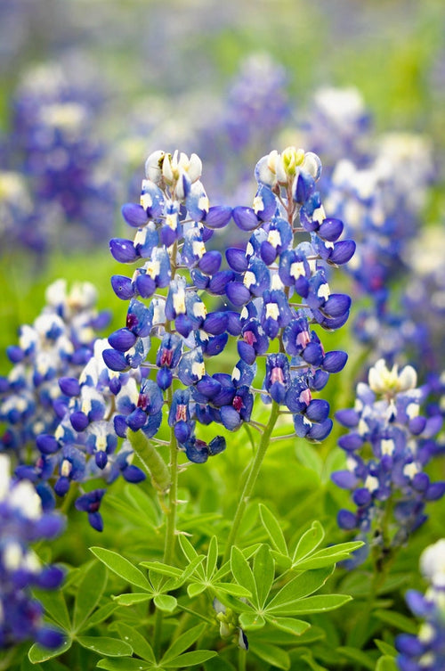 Premium Blue Bonnet Flower seeds for Planting Cottage Garden Essential, Heirloom & GMO Free Seeds for Home Garden seeds