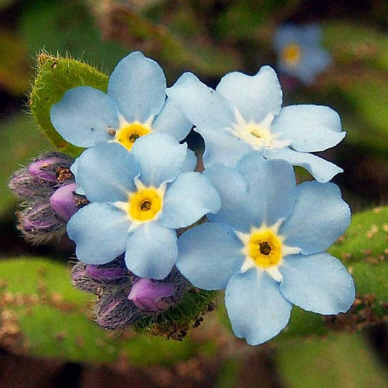 Premium Mixed Myosotis Flower seeds for Planting Sun Loving, Heirloom & GMO Free Seeds for Home Garden seeds