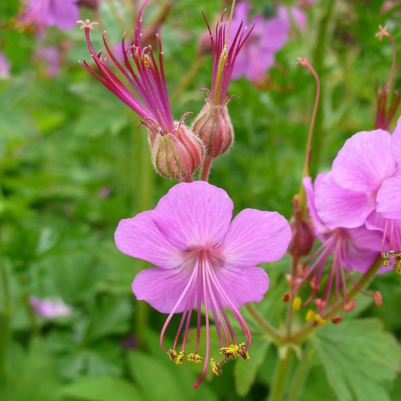 Bevans Flower seeds for Planting Garden Favorite Heirloom & GMO Free Seeds for Home Garden