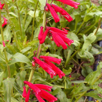 Heirloom Penstemon Eatonii Flower seeds for Planting Perfect for Borders Heirloom & GMO Free Seeds for Home Garden