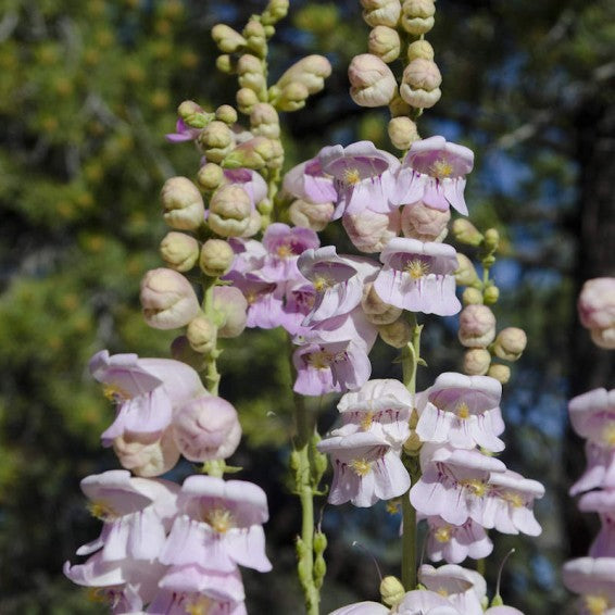 Violet Penstemon Flower seeds for Planting Hardy Variety, Heirloom & GMO Free Seeds for Home Garden seeds for planting